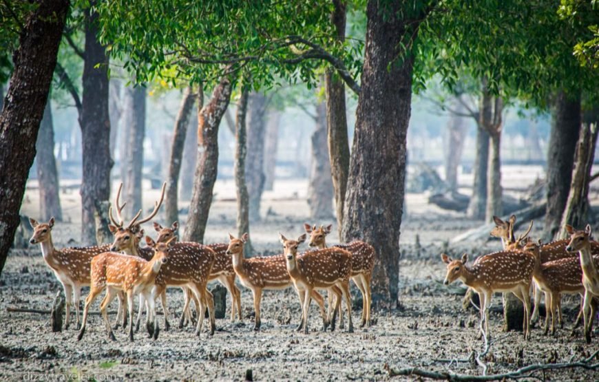 🐅 Sundarban 2-Days & 1-Night Tour Package 🐅