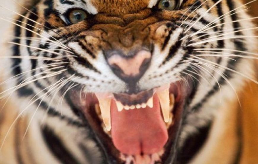🌿 Sundarban Tour Package from Dhaka by Ship 🌿