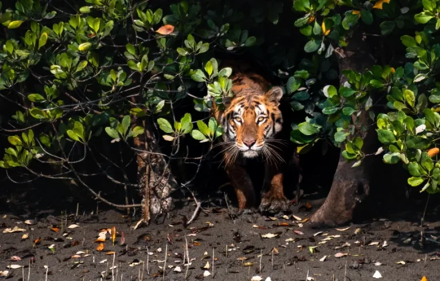 🐅 Sundarban 2-Days & 1-Night Tour Package 🐅
